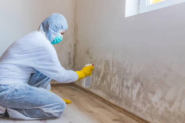Best Mold Damage Restoration  in Garfield, NJ