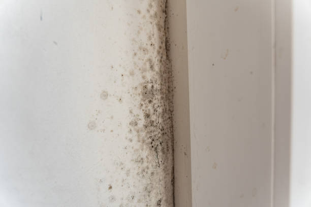 Best Black Mold Removal  in Garfield, NJ